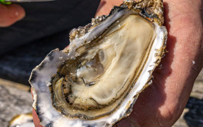 Pour les fêtes, dégustez les huîtres du Marais Breton Vendéen