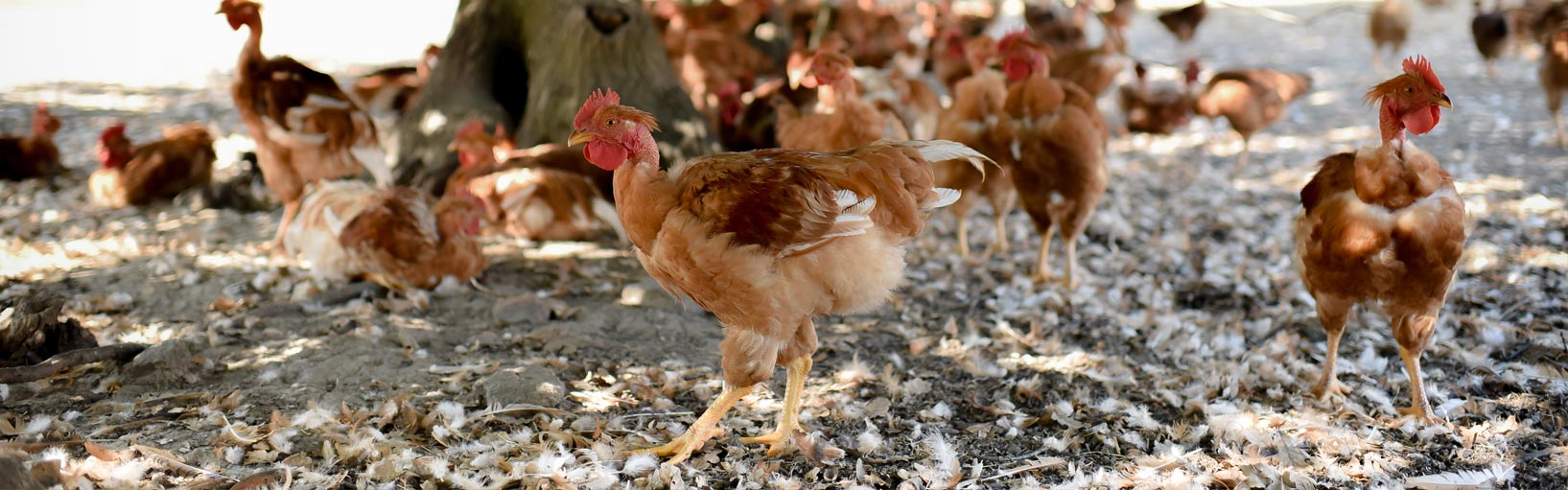 poulet fermier de Challans