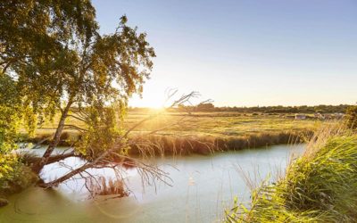 Le Marais Breton Vendéen et de la Baie de Bourgneuf, lieux uniques pour la biodiversité.