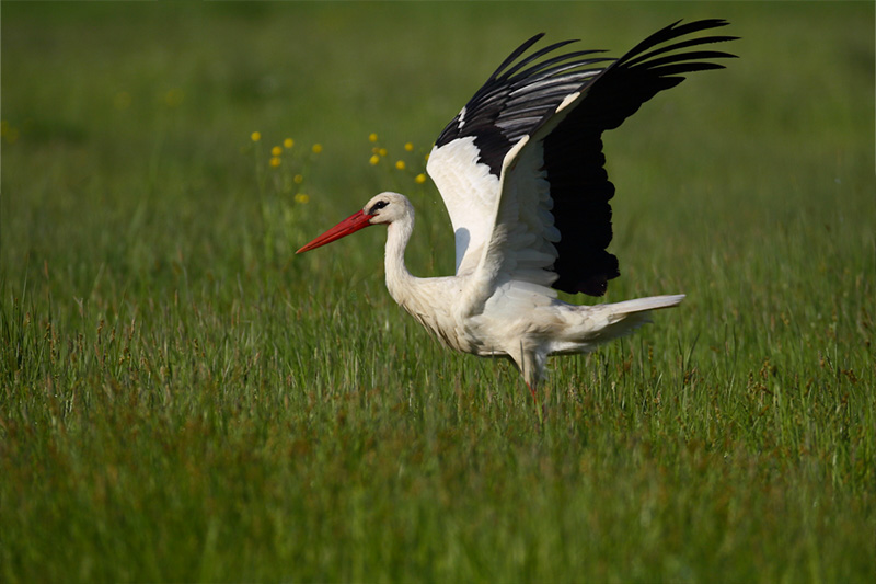 cigogne vendée