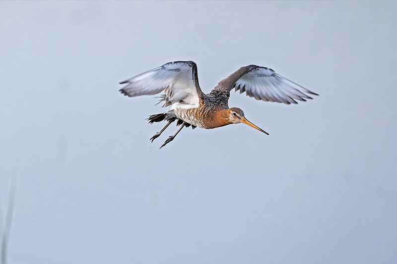 observation oiseaux marais breton vendéen